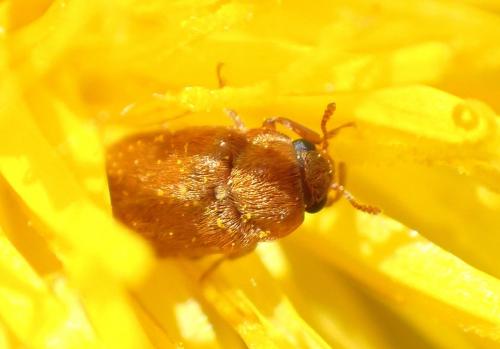 Réf. 256 023 : Byturus ochraceus